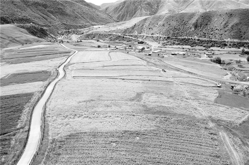 青稞地喜獲.jpg 青稞地喜獲.jpg