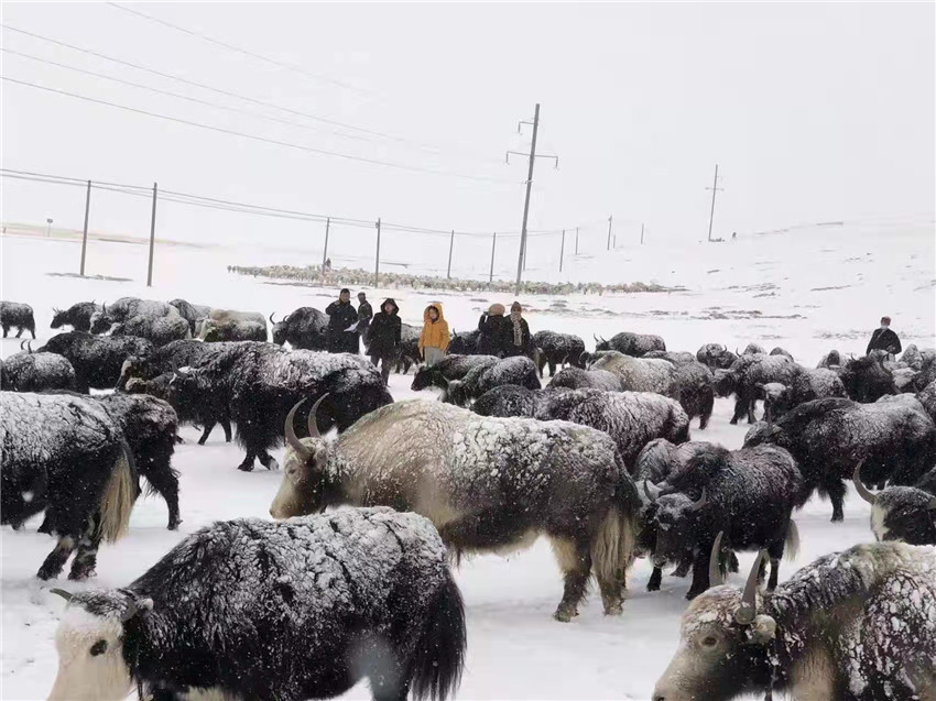 地處“云端之上”生命禁區(qū)“的農(nóng)行石渠支行80后青年益西多吉說”今年疫情流行，大伙冒雪下鄉(xiāng)送金融服務(wù)，新年首日就為農(nóng)戶發(fā)放了3000多萬元，點亮百姓牦牛致富夢，疫情終將過去，筑夢春天，我們協(xié)力點燃牧民發(fā)展信心“.jpg