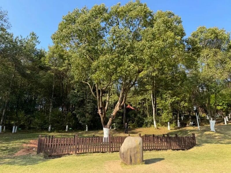 習(xí)近平同志為福建省長汀縣水土保持科教園捐種的香樟樹。圖源：學(xué)習(xí)時報